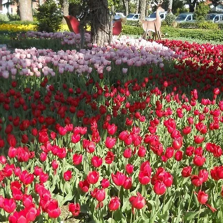 Grand Horizon 阿拉尼亚